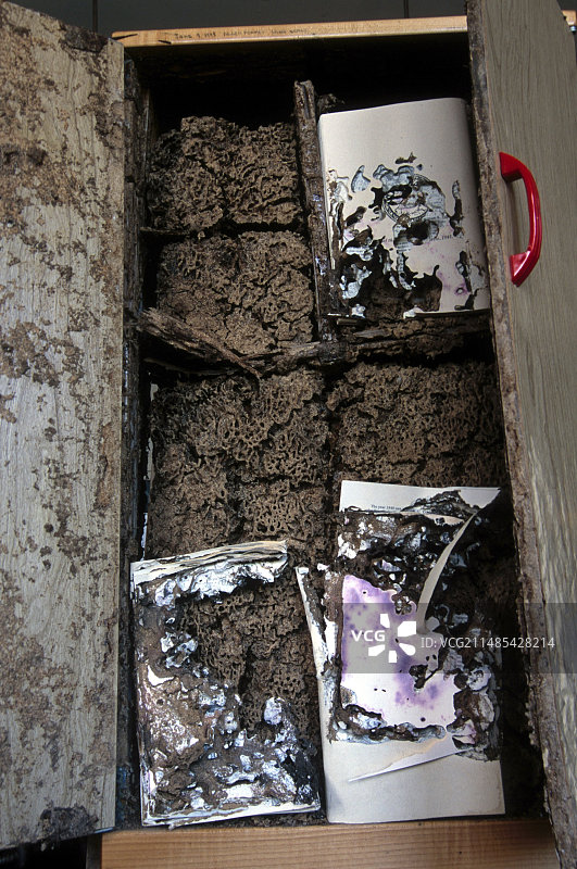 被白蚁蛀蚀的书籍图片素材