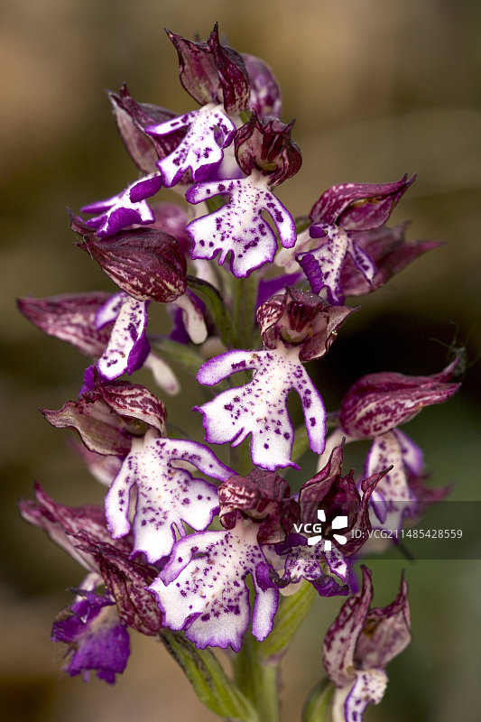 紫斑红门兰图片素材