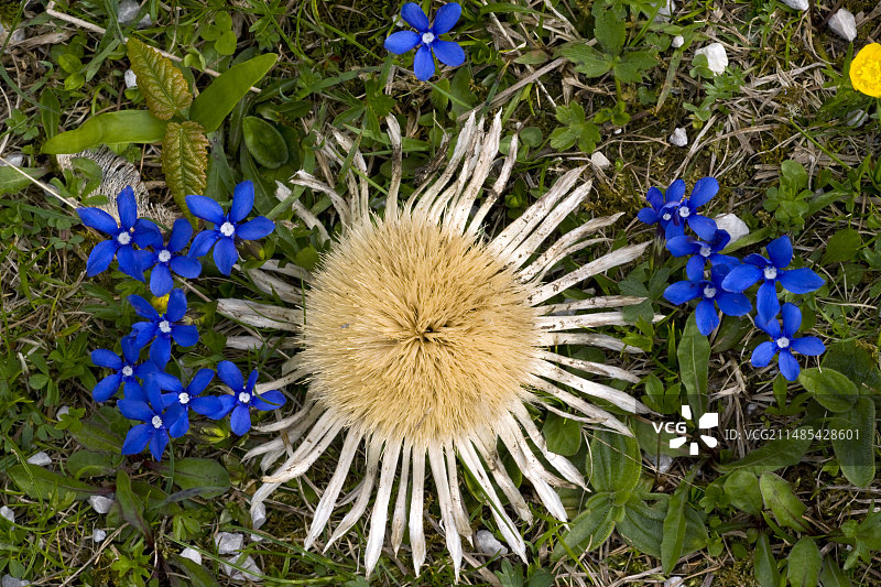无茎卡琳娜花与春龙胆图片素材