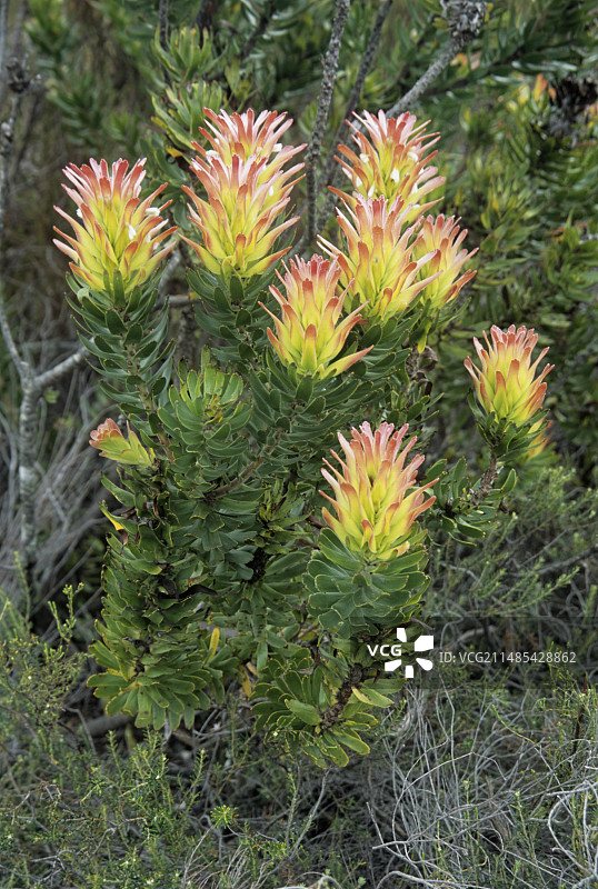 石灰岩宝塔花图片素材