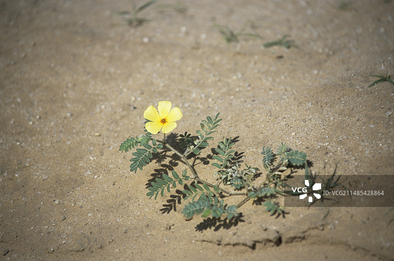 恶魔刺花图片素材