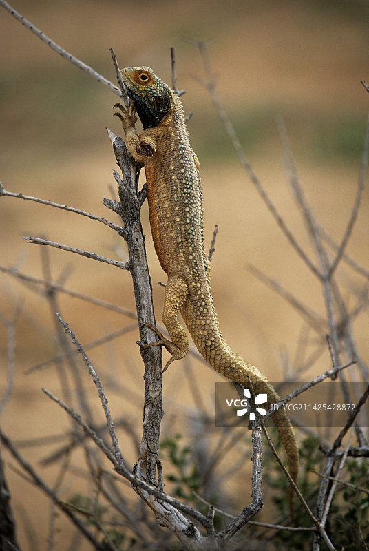 展示中的雄性地面鬣蜥图片素材