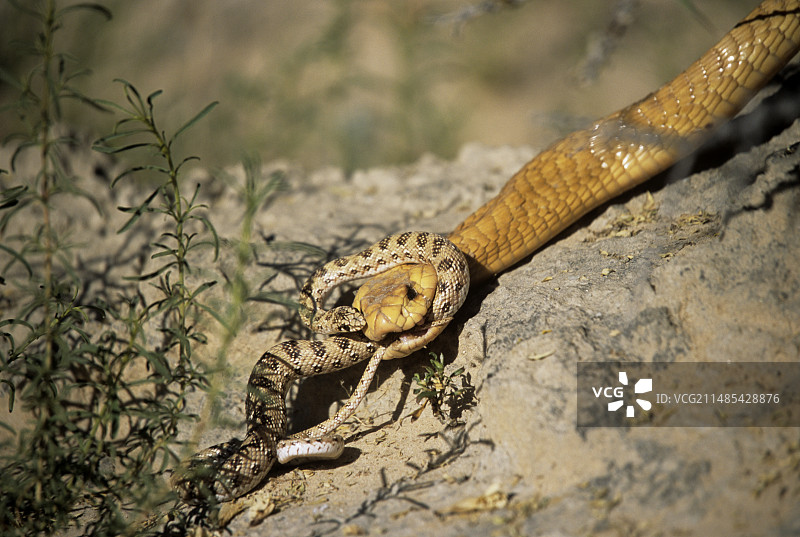好望角眼镜蛇进食图片素材