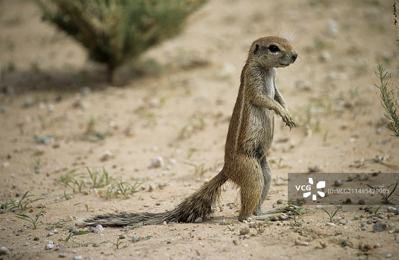 开普地松鼠图片素材