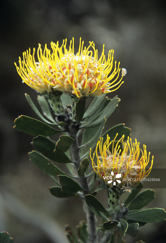 针垫花图片素材