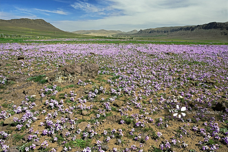 紫罗兰图片素材