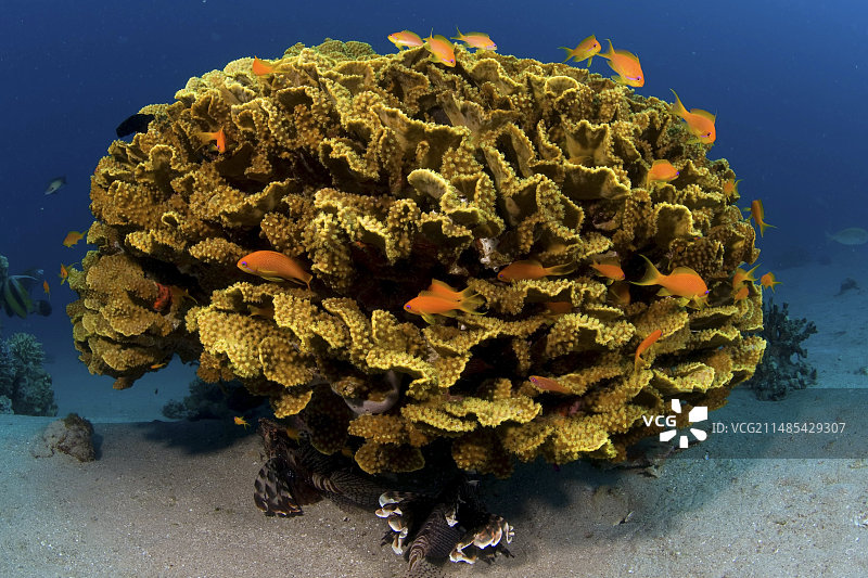 和珊瑚图片素材