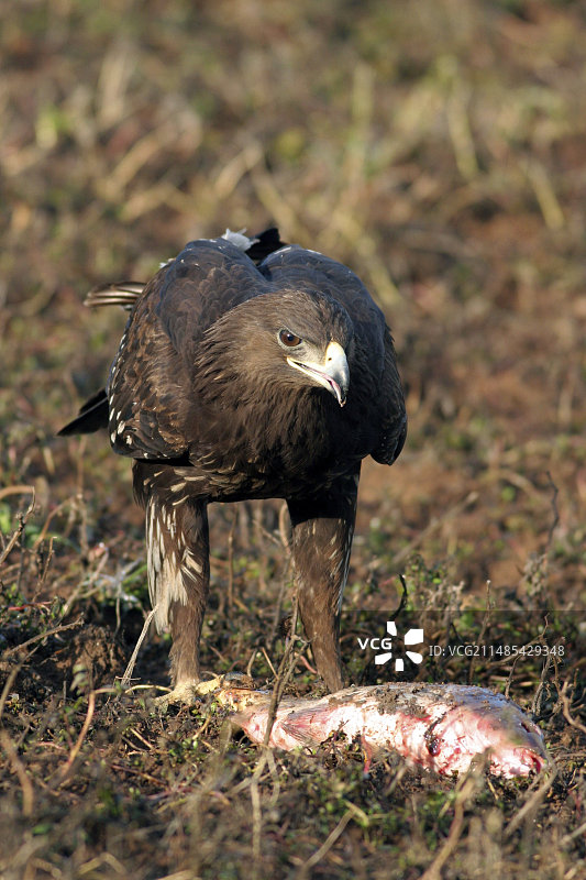捕到鱼的大斑鹫图片素材