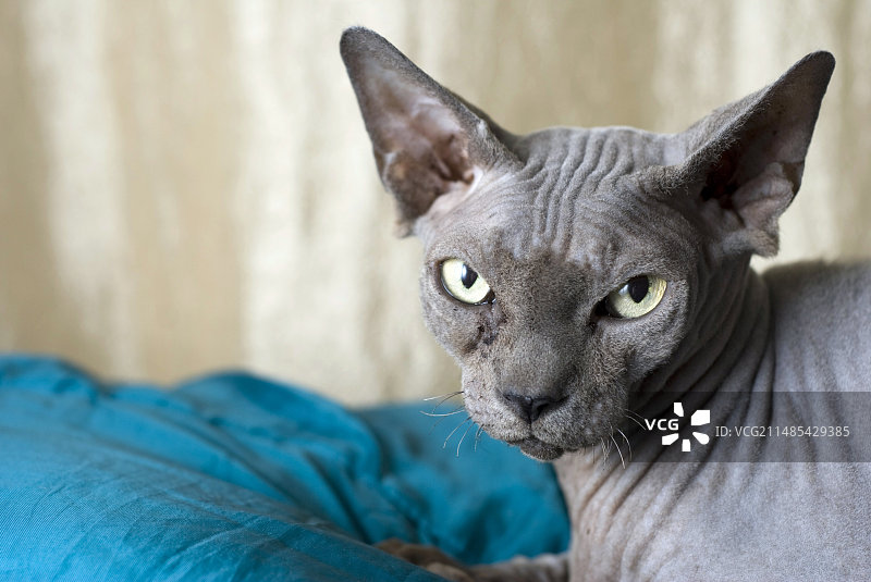 Sphynx猫图片素材