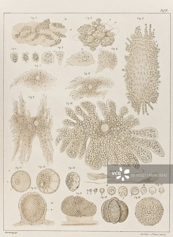 九头蛇的解剖与发育，艺术作品图片素材