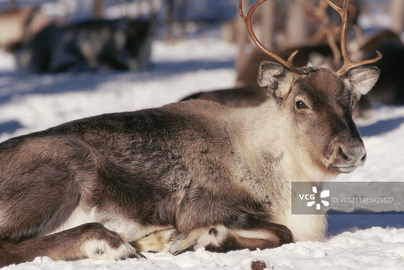 驯鹿图片素材