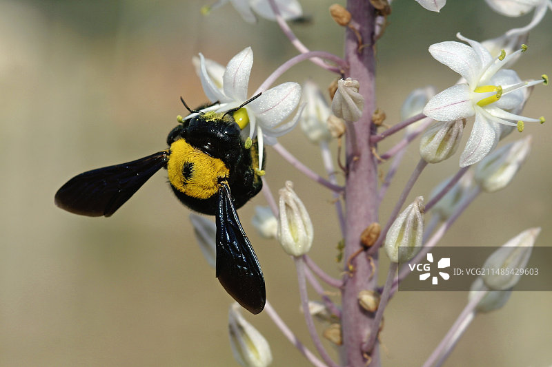 熊蜂在海葱花上图片素材