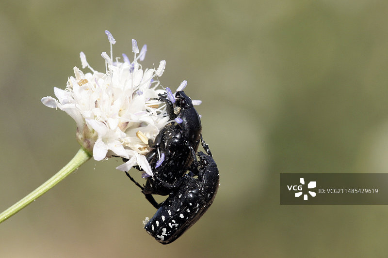 花朵上的圣甲虫交配图片素材