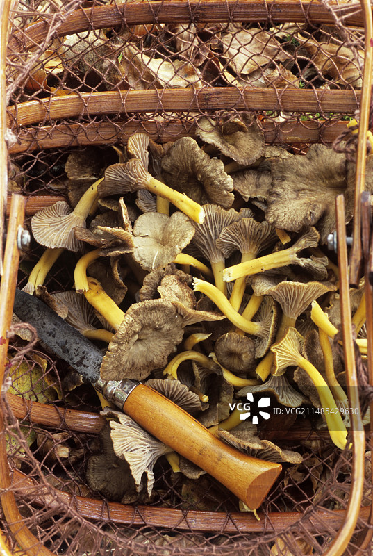 漏斗鸡油菌图片素材