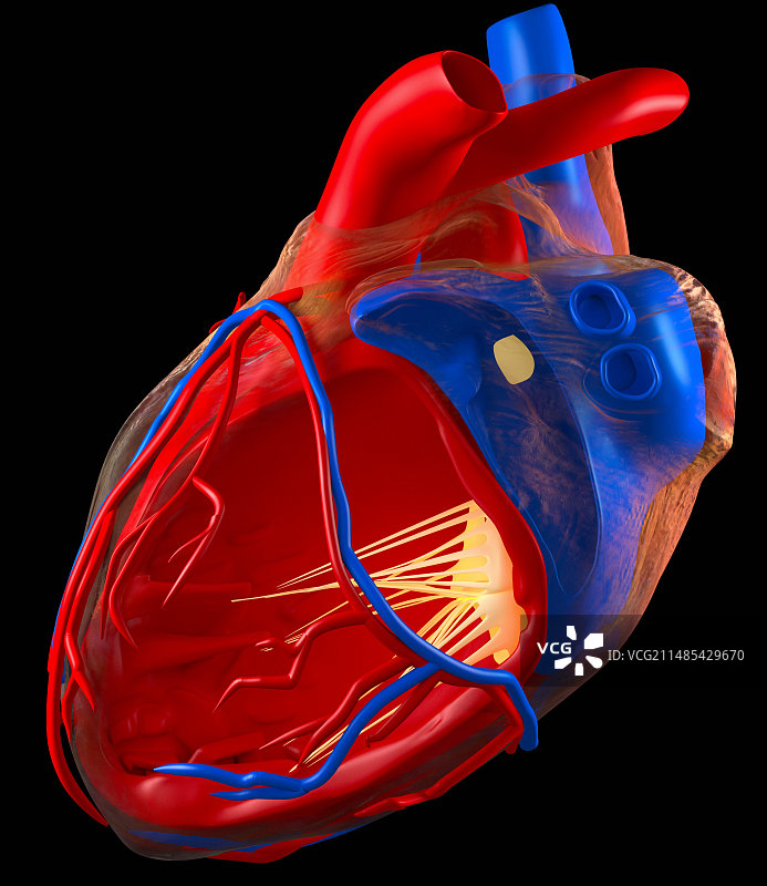 人类心脏结构艺术图图片素材