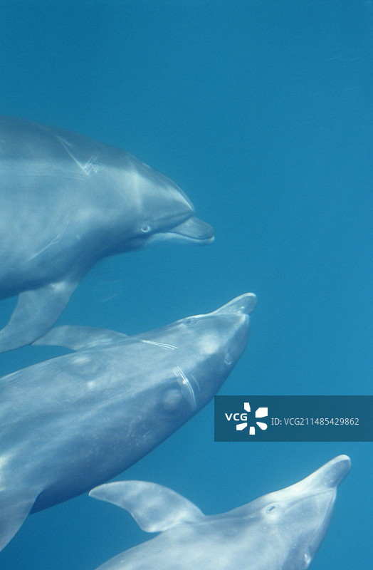 宽吻海豚图片素材