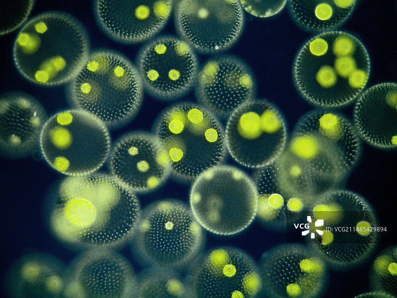 群体Volvox的显微照片图片素材