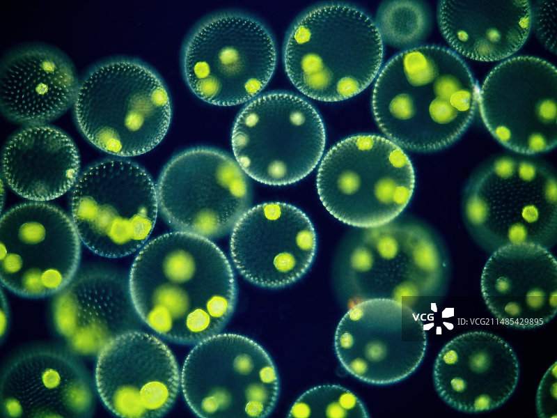 群体Volvox的显微照片图片素材