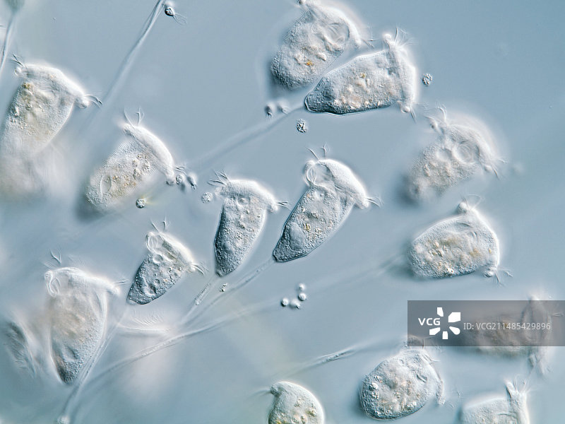 钟虫原生动物显微照片图片素材