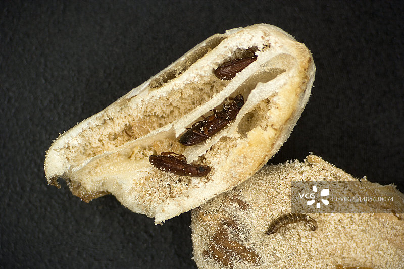 被赤拟谷盗侵染的种子图片素材