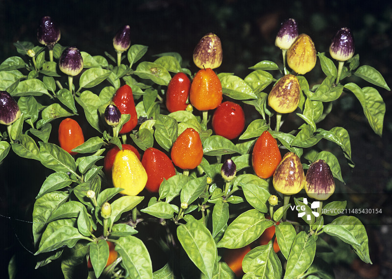 爆竹辣椒图片素材