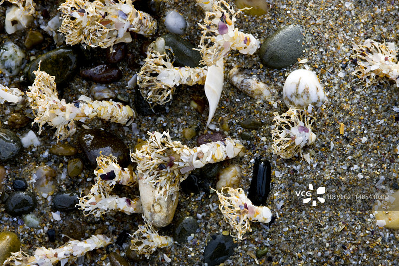 退潮时的管虫图片素材