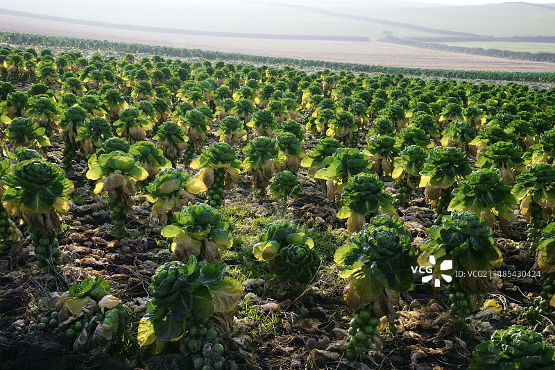 抱子甘蓝田图片素材
