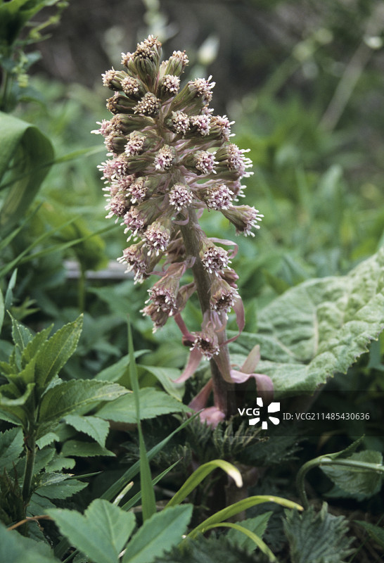 蜂斗菜花图片素材