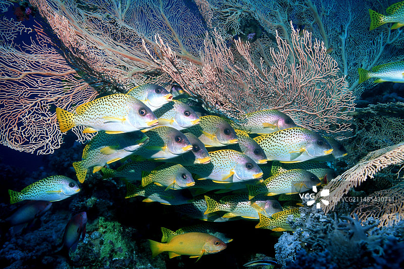 黑点石鲈图片素材