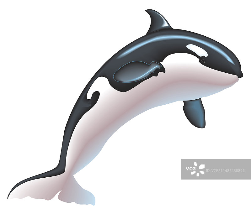 虎鲸艺术作品图片素材