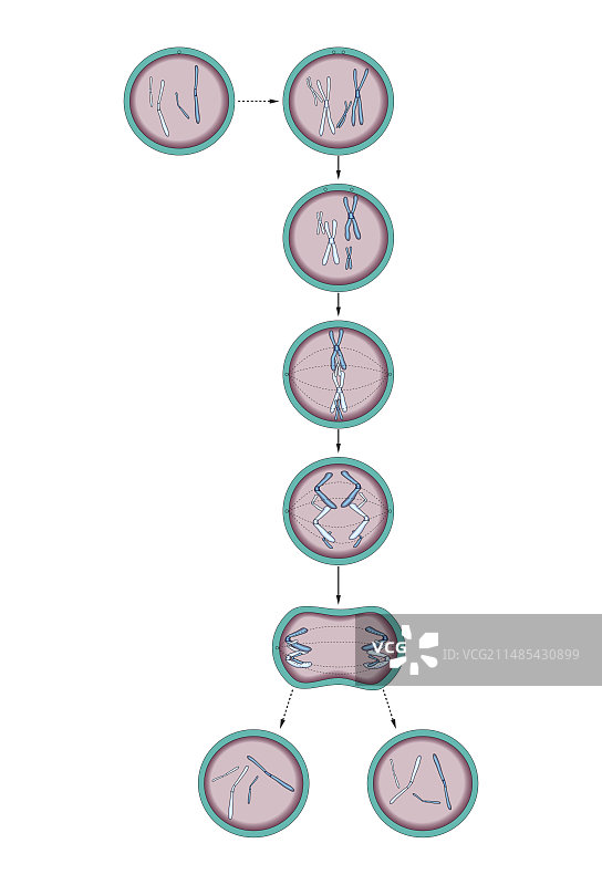 细胞分裂艺术作品图片素材