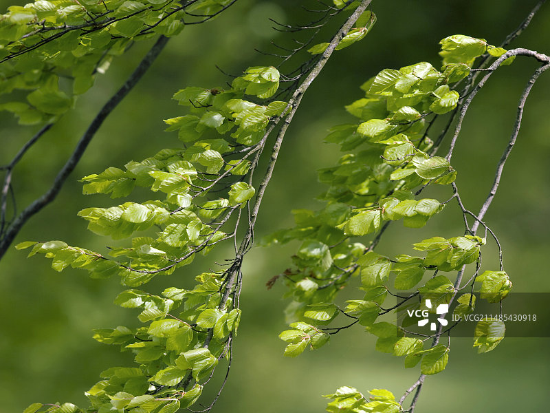 山毛榉（水青冈属）图片素材