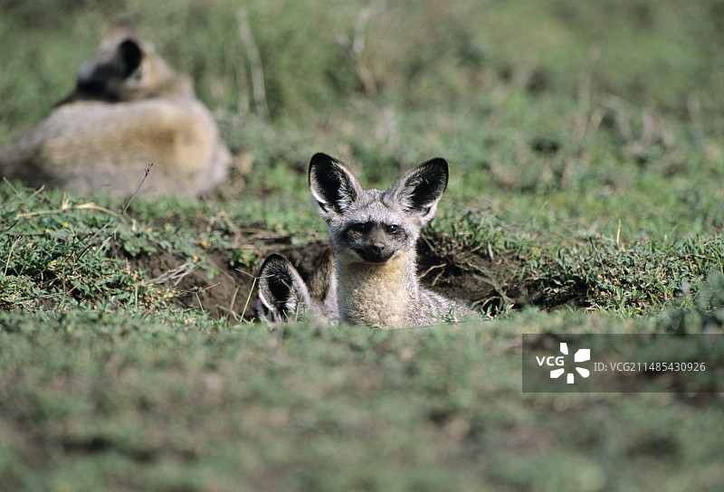 蝙蝠耳廓狐图片素材