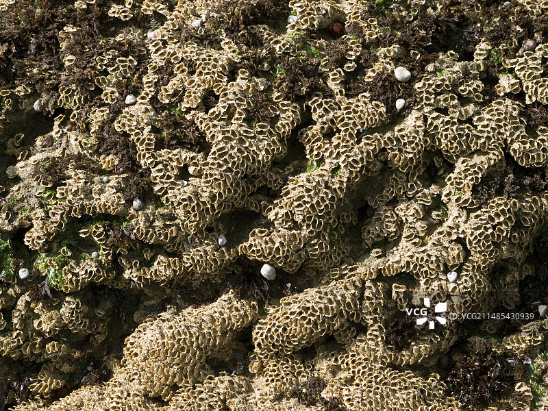 沙虫礁石图片素材