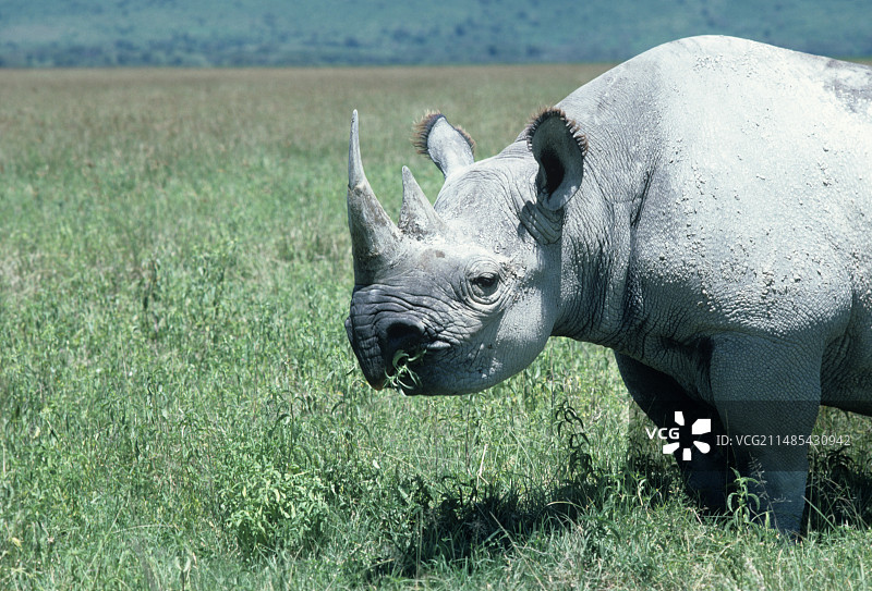 黑犀牛图片素材