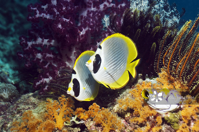 熊猫蝴蝶鱼图片素材