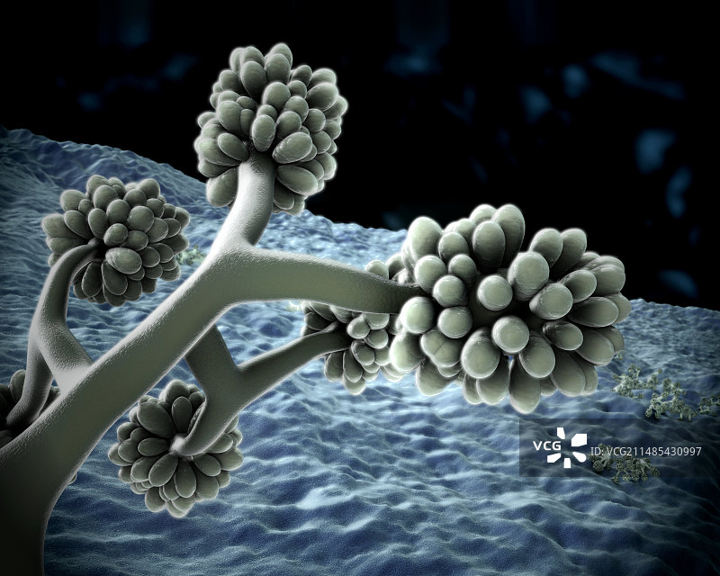 灰色霉菌真菌孢子，艺术作品图片素材