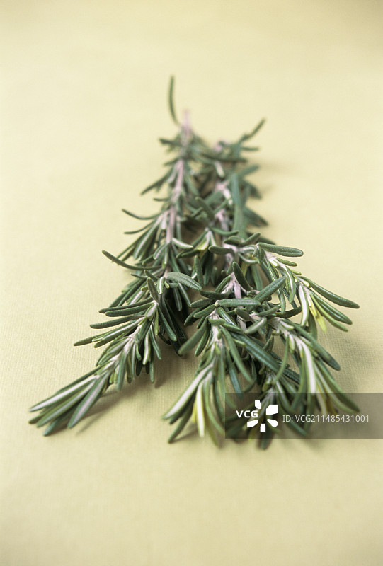 迷迭香图片素材