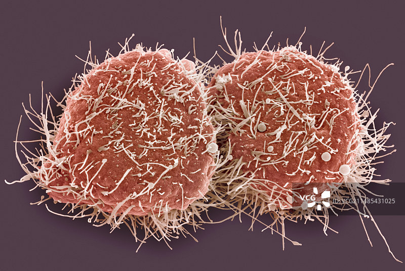 HeLa细胞分裂图片素材