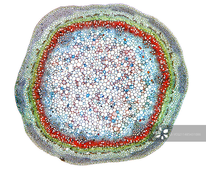 接骨木树干显微照片图片素材