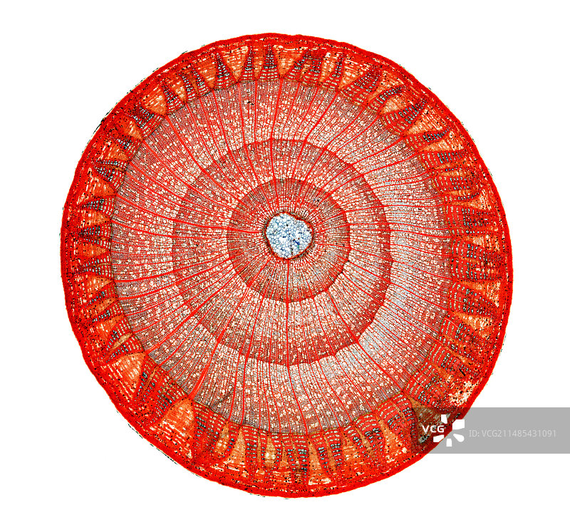 酸橙树茎显微照片图片素材