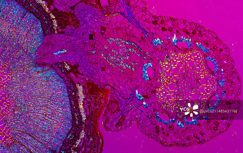 植物寄生浅显的显微照片图片素材