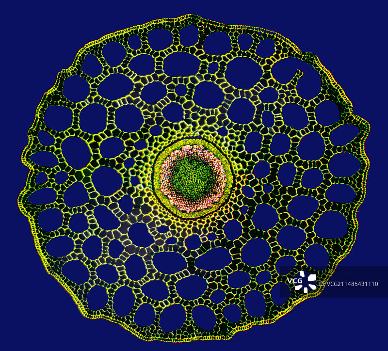 问荆茎，光学显微照片图片素材