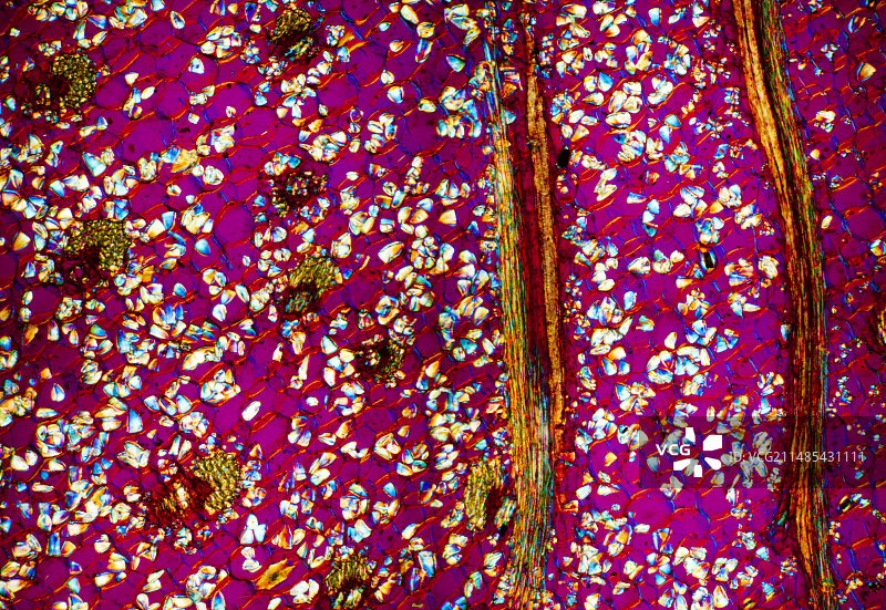 兰花块茎光学显微照片图片素材