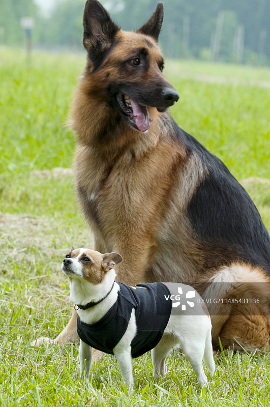 世界上最小的警犬图片素材