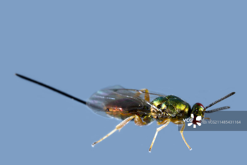 珠宝黄蜂图片素材