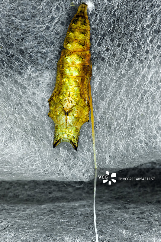 感染寄生幼虫的蛹图片素材