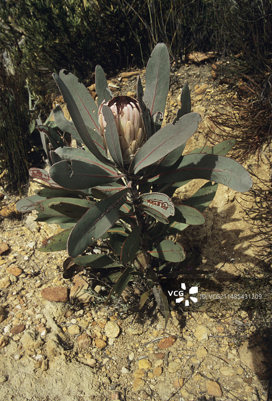 灰叶糖灌木图片素材