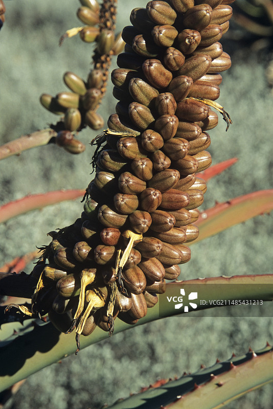卡鲁芦荟果实图片素材