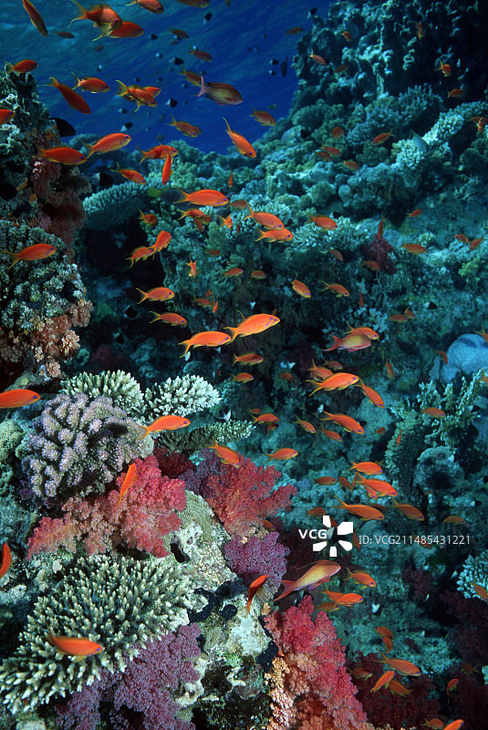 琴尾花鮨和软珊瑚图片素材